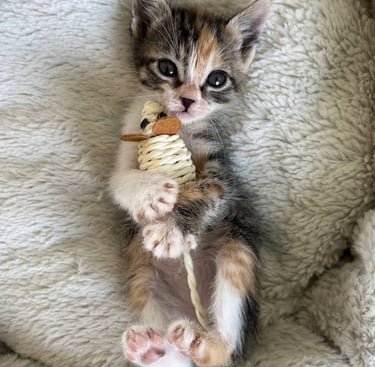 chaton tricolore allongé sur le dos