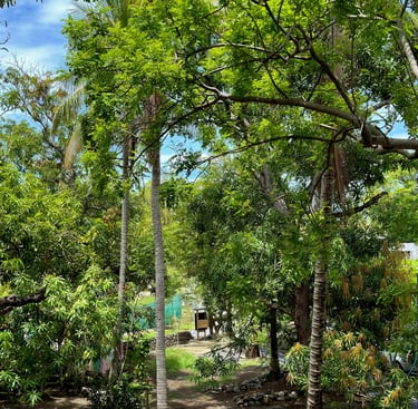 plaza mango verde event location