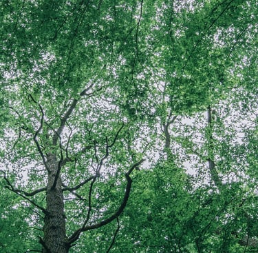 Stéphanie Bescond conseil orientation scolaire coaching parcoursup