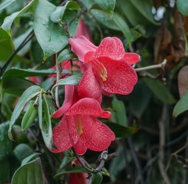 two red and bell shaped Lapageria flowers