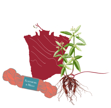 illustration of Madder; a dye plant we use for our yarn