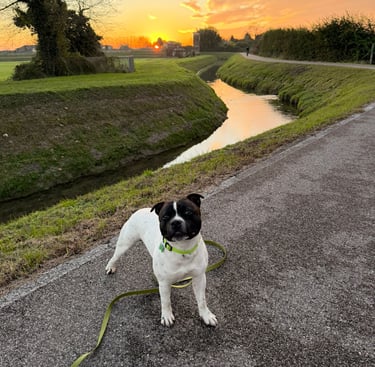 Staffordshire bull terrier (staffy) bianco pezzato nero