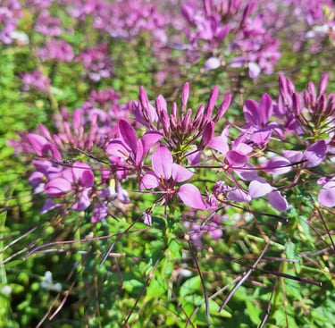 a bunch of pink Cleome blooms in garden beds