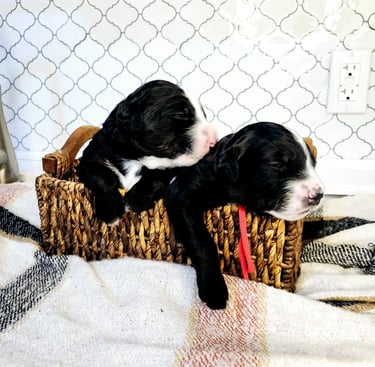 Bernedoodle puppies
