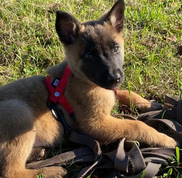 chiot malinois couché dans l'herbe avec une longe