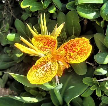 one yellow-red Canna Lily in full sun