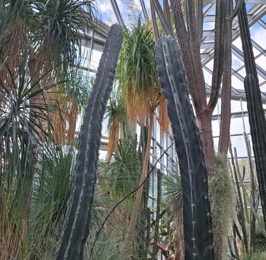 a tall Organ Pipe Cactus