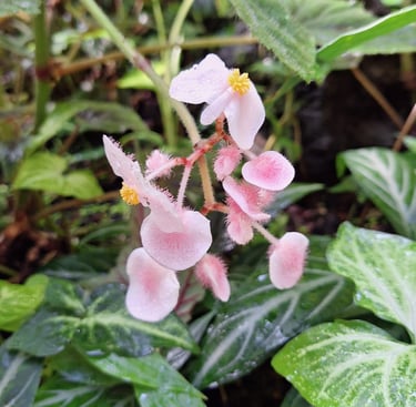 pink flowers in a tropical garden called Begonias