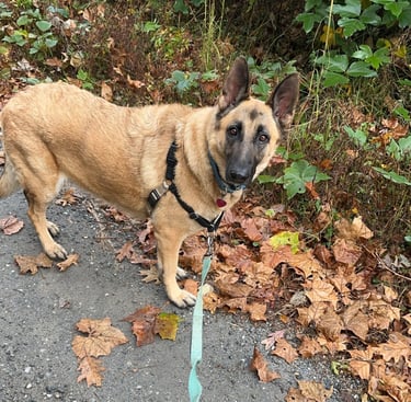 a german shepherd is walking on a leash