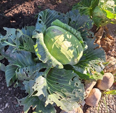 a Cabbage plant with multiple large leaves