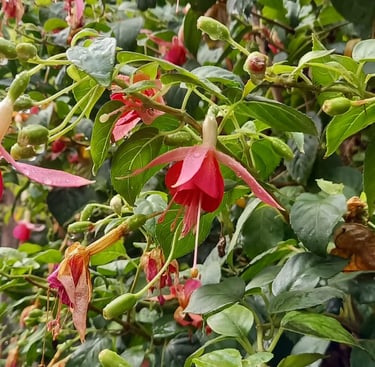red Fuchsia flowers blooming on a green bush
