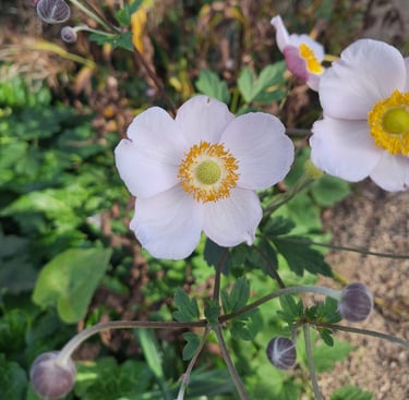 white Rockrose flowers in a dry and shady garden