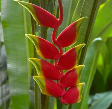 a red flower named Lobster Claws