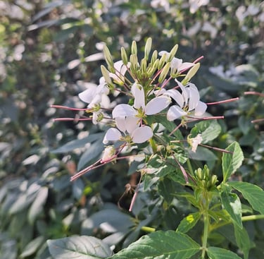 white African Cabbage flowers