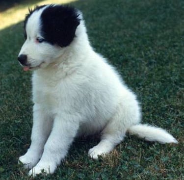 Chiot tout mignon qui tire la langue