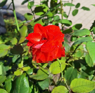 a leafy Rose bush with one red Rose in full sun