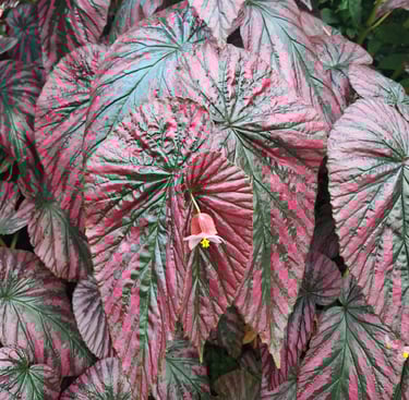 a colorful Begonias Plant with big leaves in shade
