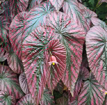 a colorful Begonias Plant with big leaves in shade