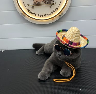 a groomed cat wearing a hat and sunglasses