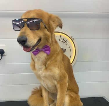 a dog wearing sunglasses and a bow tie, groomed with fluffy tails