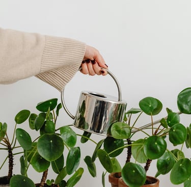 Silver watering can watering houseplants