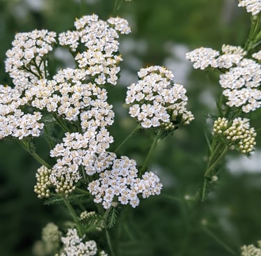 Biostimulant Achillée Millefeuille
