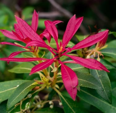 Pieris shade plant with red everegreen newgrown leaves