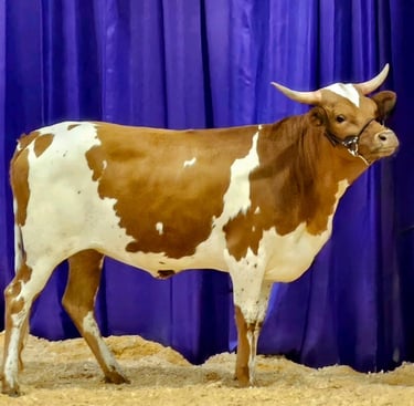 Miniature longhorn cow at a cattle show