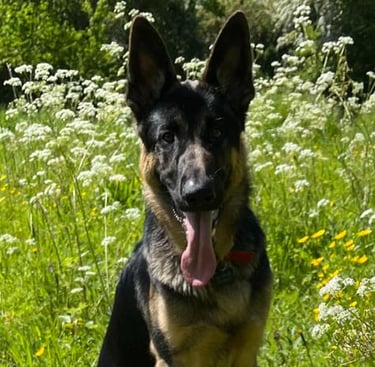 A picture of a dog owned by Happy Tails MK pet sitting service in Milton Keynes