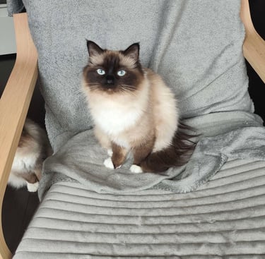 U'Kiara - Sacré de Birmanie Seal Point