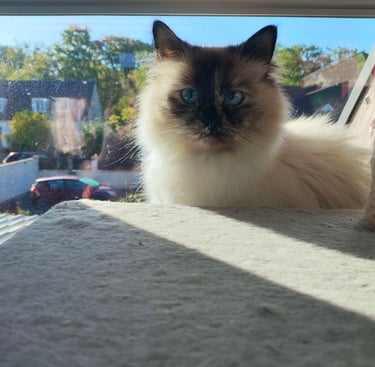 Luna - Sacré de Birmanie Seal Tortie Point