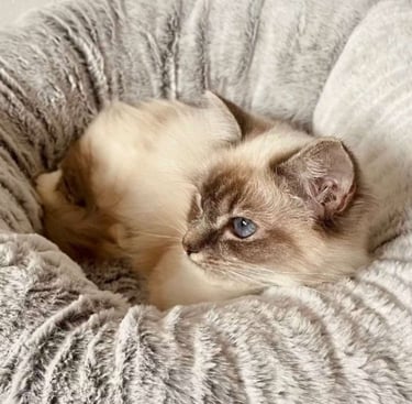 Utopia - Sacré de Birmanie Blue Tabby Point