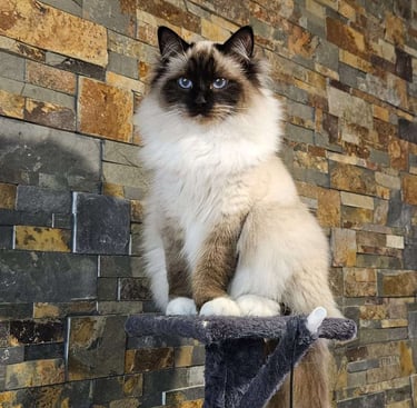 Violette - Sacré de Birmanie Seal Point