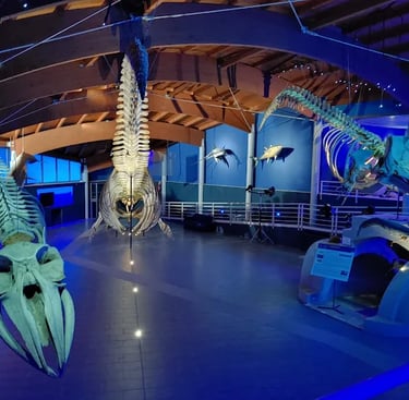 Vai alla Sala del Mare Museo di Storia Naturale del Mediterraneo