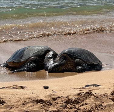 Two green sea turtles on Poipu beach