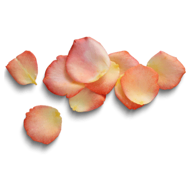 a bunch of rainbow-colored rose petals 