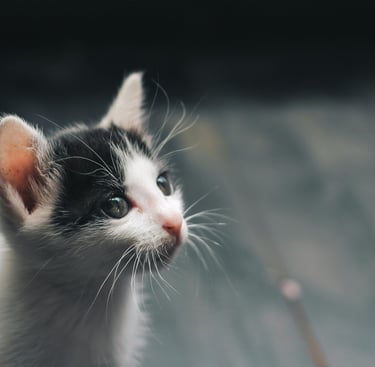 terapia-felv-fiv-koty-retromad1