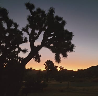 Joshua Tree national park