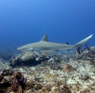 buceo con tiburones en Punta Cana