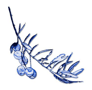 blue olive branch with olives