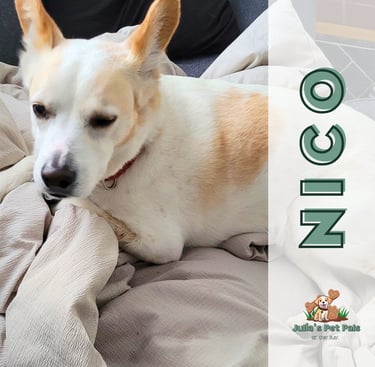 Julia's Pet Pals dog sits Nico who is a white and tan puppy wrapped up in comfy blankets in Massachusetts