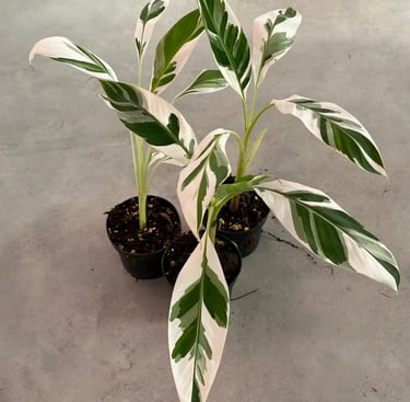 musa variegata lille plante rare wattignies tibaldo