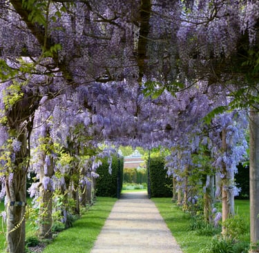 a pathway under wisteria - an invitation to transformation and reconnection