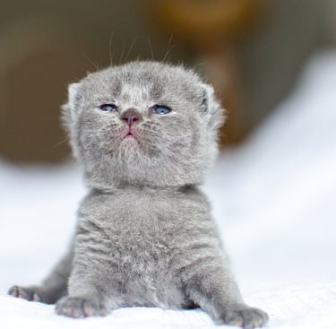 Tiny blue solid British Shorthair kitten with blue eyes sitting on a white blanket.