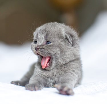 A tiny blue solid Scottish Fold kitten yawning on a soft white blanket with its mouth wide open.