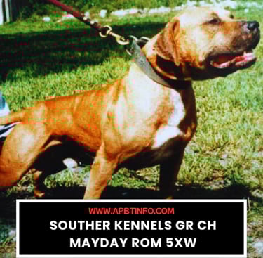 southern kennel gr ch mayday rom 5xw apbt gamedog