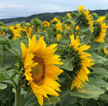 Healthy animal nutrition