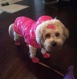 maltipoo puppy wearing a pink sweater