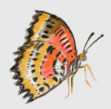 a digital butterfly