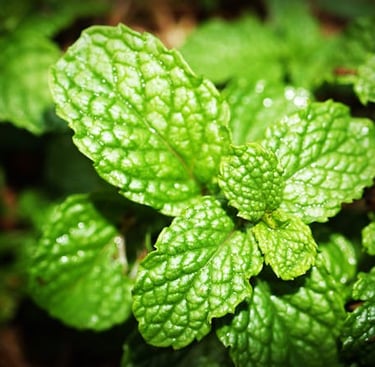 Peppermint